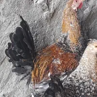 مرغ خروس|حیوانات مزرعه|گله دار, |دیوار