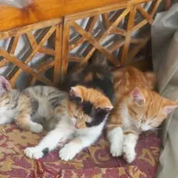 واگذاری بچه گربه حدودا ۴ماهه ب شرط واکسن زدن طرف