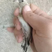 سهره بستان اباد