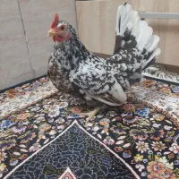 تخم مینیاتوری نطفه دار