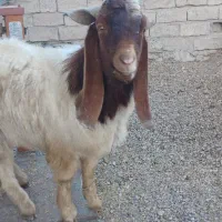 بز تکه نر|حیوانات مزرعه|اردبیل, |دیوار