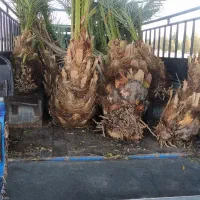 فروش انواع پاجوش نخل