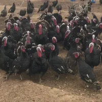 بوقلمون محلی برنز نر-ماده بالغ