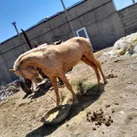 اسب‌نریان‌سمند‌رنگ‌خاص