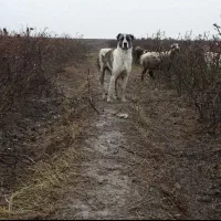 سگ الابای ترکمن