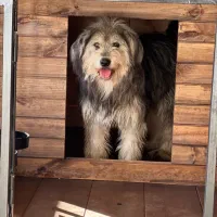 سگ مهربان بزرگ جثه