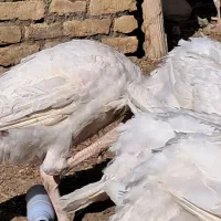 بوقلمون گوشتی|حیوانات مزرعه|ملک‌آباد, |دیوار