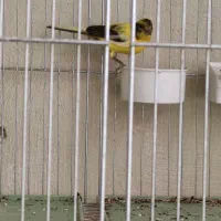 رازا|پرنده|تبریز, |دیوار