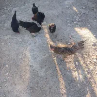 ۱۲عدد مرغ محلی سیاه|حیوانات مزرعه|رحمت‌آباد, |دیوار