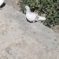 کبوتر