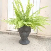 گل سرخس