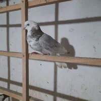 کبوتر پرشی|پرنده|رشت, حومه رشت|دیوار