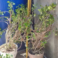 فروش گل خانگی