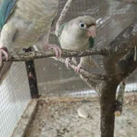 یک جفت گرینچیک 9 ماهه