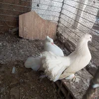 دم چتری مولدجفت سفید