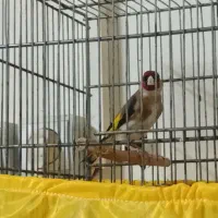 سهره نر|پرنده|تهران, صاحبقرانیه|دیوار