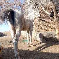 مگسی به همراه کره زیبا
