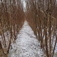 انواع گردو پیوندی مناسب منطقه شما|خدمات باغبانی و درختکاری|اراک, |دیوار