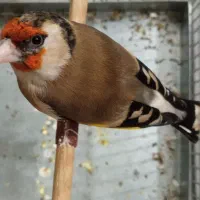 سهره ماده