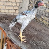 لاری|حیوانات مزرعه|شیراز, ارم|دیوار
