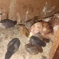مرغ لاری مادر با هشت جوجه کاکلی کرچ شو
