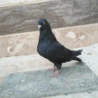 کبوتر پر