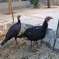 بوقلمون محلی|حیوانات مزرعه|همدان, |دیوار