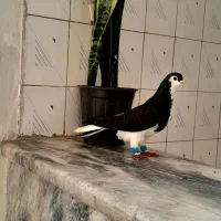 کفترزاغ دم سفید