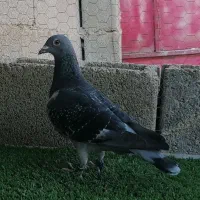 چاپی مسافت بلند