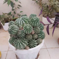 فروش حراجی|حراج|خمینی‌شهر, |دیوار