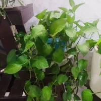 گل آپارتمانی|گل و گیاه طبیعی|اصفهان, عطار نیشابوری|دیوار