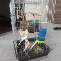 فروش سه عدد عروس هلندی و همه وسیله ها داخلش