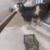 بزدوقلوزا|حیوانات مزرعه|دزفول, |دیوار