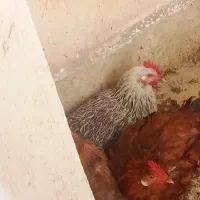 یک مرغ تخم گذار و 2تا جوجه 4 ماهه
