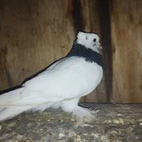 طوقی ماده