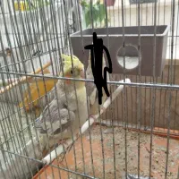 عروس هلندی نر