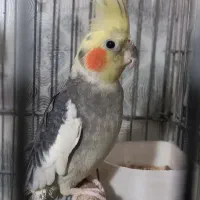 یک جفت عروس هلندی