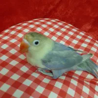 طوطی برزیلی خوشگل|پرنده|تهران, امانیه|دیوار