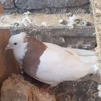 کبوترپرشی|پرنده|اسفراین, |دیوار