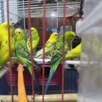 مرغ عشق|پرنده|ملارد, |دیوار