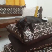 واگذاری گربه