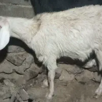 بز آبستن و بز بزغاله و گوسفنده آبستن و کاور ماده|حیوانات مزرعه|سارال, |دیوار