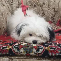 شیتزو ماده تربیت‌شده با وسایل