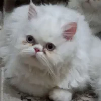 برای جفتگیری