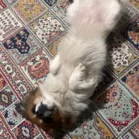 واگذاری سگ پامر اشپیتز