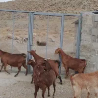 بز آلپاین|حیوانات مزرعه|کوهبنان, |دیوار