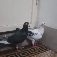 کفتر