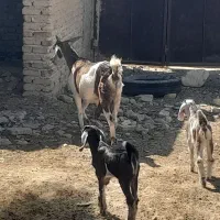 سلام بز دوقلو|حیوانات مزرعه|جهرم, |دیوار