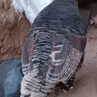 بوقلمون|حیوانات مزرعه|شهرکرد, |دیوار