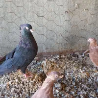 تعدادی سرخ و قیل|پرنده|شهرضا, |دیوار